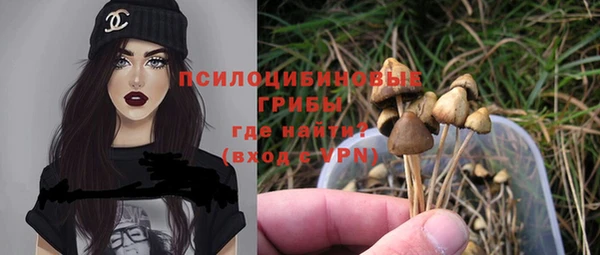 стаф Алзамай