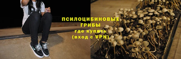 стаф Алзамай